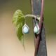 Rhodium Plated Pear Shape Larimar Earrings